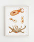 octopus art